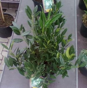 Prunus laurocerasus ´Otto Luyken´ - bobkovišeň lékařská