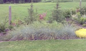 Festuca glauca 'Glauca' - kostřava sivá
