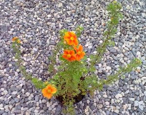 Potentilla fruticosa ´Hopleys Orange´ - mochna křovitá