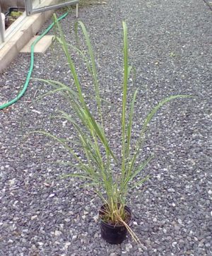 Spartina michauxiana ´Aureomarginata´ - spartina