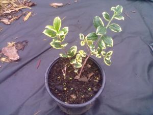 Ilex aquifolium ´Silver van Tol´ - cesmína ostrolistá 